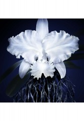 GUERLAIN GUERLAIN ORCHIDEE IMPERIALE LEICHTE CREME Gesichtscreme transparent GUERLAIN ORCHIDEE IMPERIALE ЛЕГКИЙ КРЕМ Крем для лица